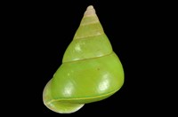 藏品(綠蝸牛)的圖片